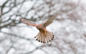 Kestrel Photos