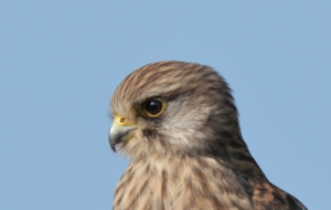 Kestrel Widescreen