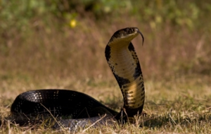 King Cobra Background