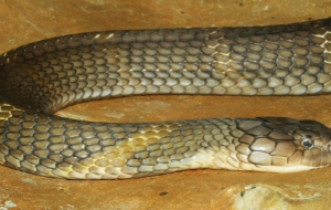 King Cobra Computer Wallpaper