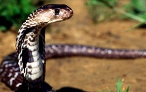 King Cobra HD Background