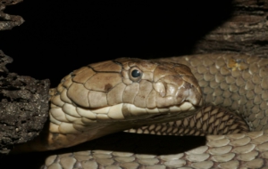 King Cobra HD Wallpaper