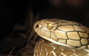 King Cobra High Definition