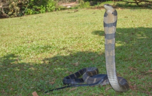 King Cobra High Quality Wallpapers