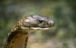 King Cobra Wallpapers