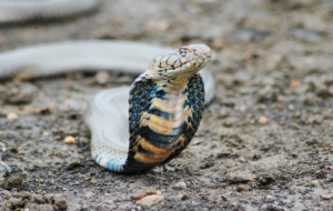 King Cobra Wallpapers HD