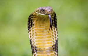 King Cobra Wallpapers HQ