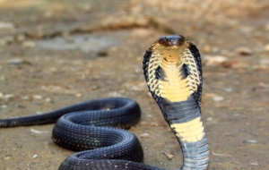 King Cobra Widescreen