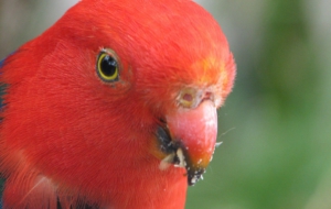 King Parrot High Definition Wallpapers