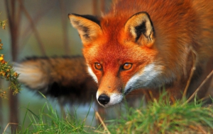 Photos Of Fox