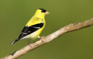 Pictures Of American Goldfinch