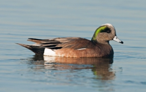 Pictures Of American Wigeon