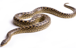Pictures Of Anaconda