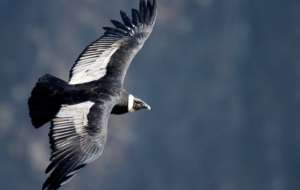 Pictures Of Andean Condor