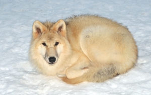 Pictures Of Arctic Wolf