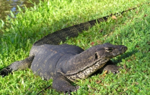 Pictures Of Asian Water Monito