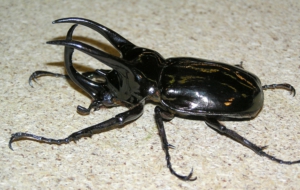 Pictures Of Atlas Beetle
