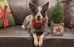Pictures Of Australian Cattle Dog