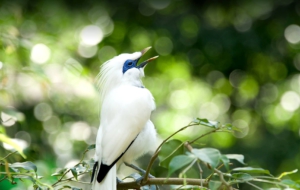 Pictures Of Bali Myna