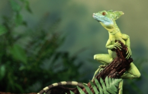 Pictures Of Basilisk