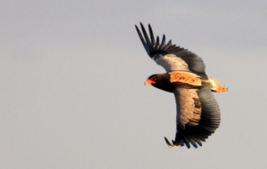 Pictures Of Bateleur