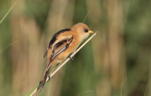 Pictures Of Bearded Reedling