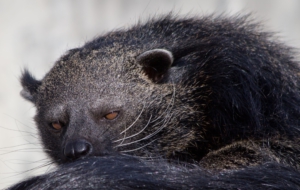 Pictures Of Binturong