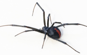 Pictures Of Black Widow