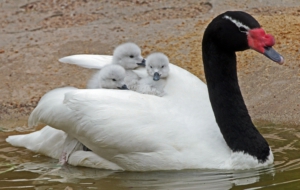 Pictures Of Black Necked Swan