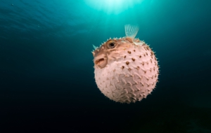 Pictures Of Blowfish