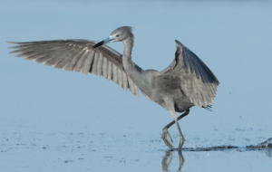 Pictures Of Blue Heron