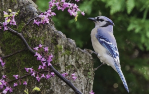Pictures Of Blue Jay