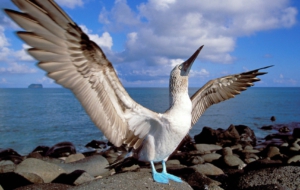 Pictures Of Blue Footed Booby