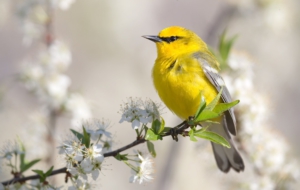 Pictures Of Blue Winged Warbler