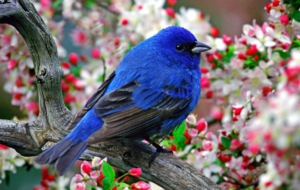 Pictures Of Bluebird