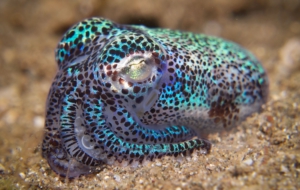 Pictures Of Bobtail Squid
