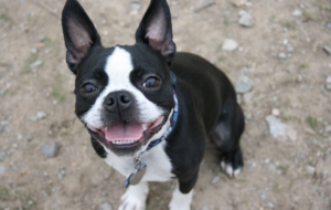 Pictures Of Boston Terrier