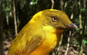 Pictures Of Bowerbird