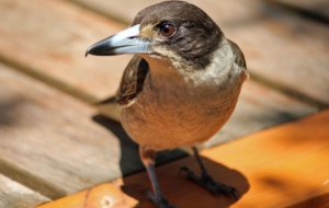 Pictures Of Butcherbird