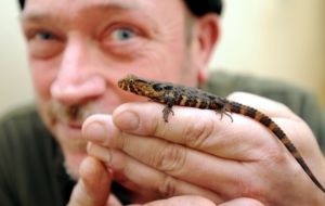 Pictures Of Chinese Crocodile Lizard