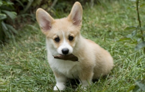 Pictures Of Corgi