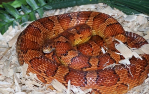 Pictures Of Corn Snake