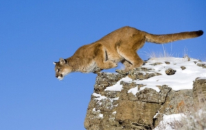 Pictures Of Cougar