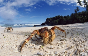 Pictures Of Crab