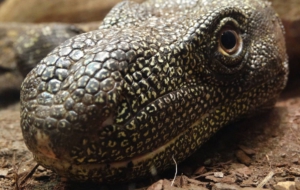 Pictures Of Crocodile Monitor