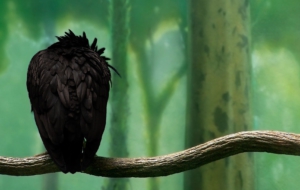 Pictures Of Crow Arts