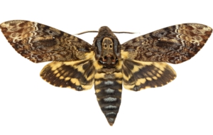Pictures Of Deaths Head Moth