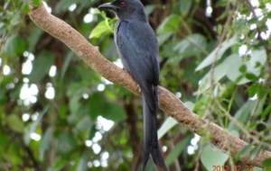 Pictures Of Drongo