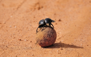 Pictures Of Dung Beetle
