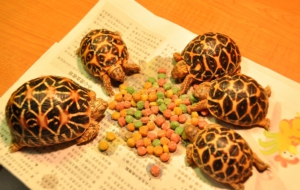 Pictures Of Indian Star Tortoise